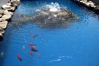 Patio Fish Pond