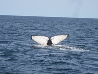 Whale Watching by Silvina F. of NJ