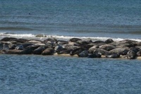Seals resting on sand bar